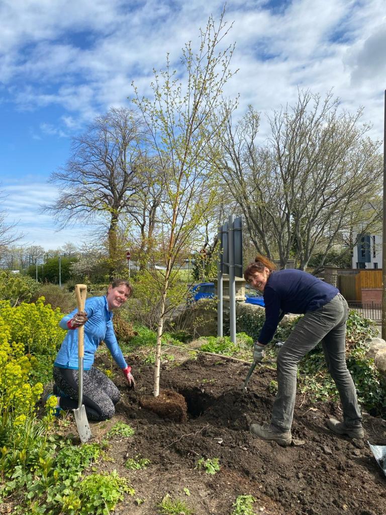 Planting a new silver birch in place of the big old tree that has to be taken down